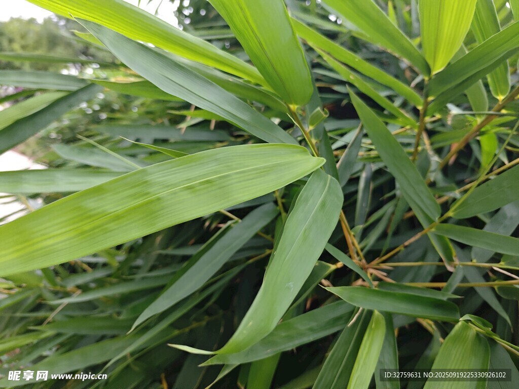翠綠竹葉植物特寫(xiě)