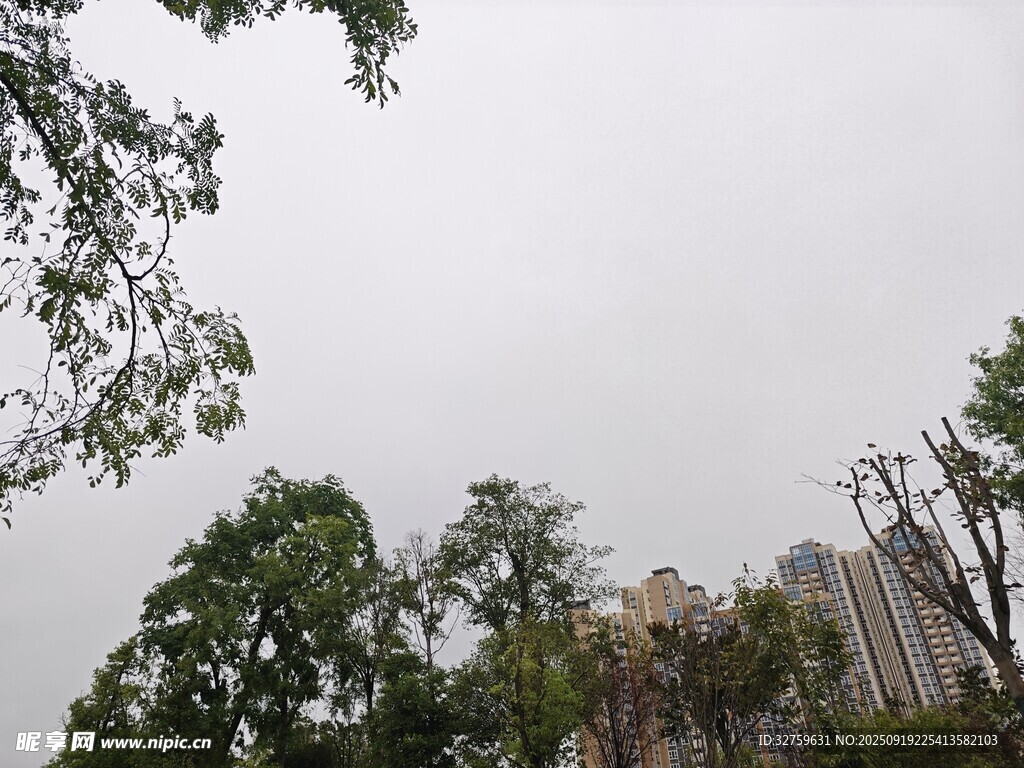 城市中的綠樹(shù)與高樓