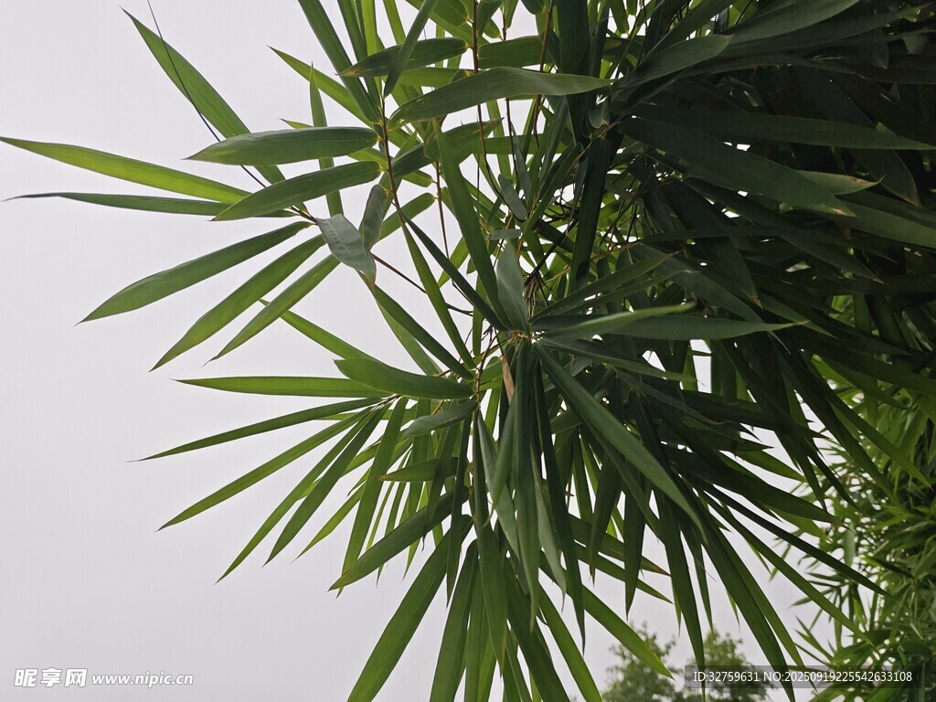 翠綠竹葉特寫