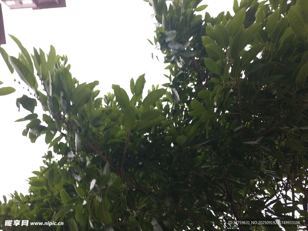 枝葉繁茂的綠樹