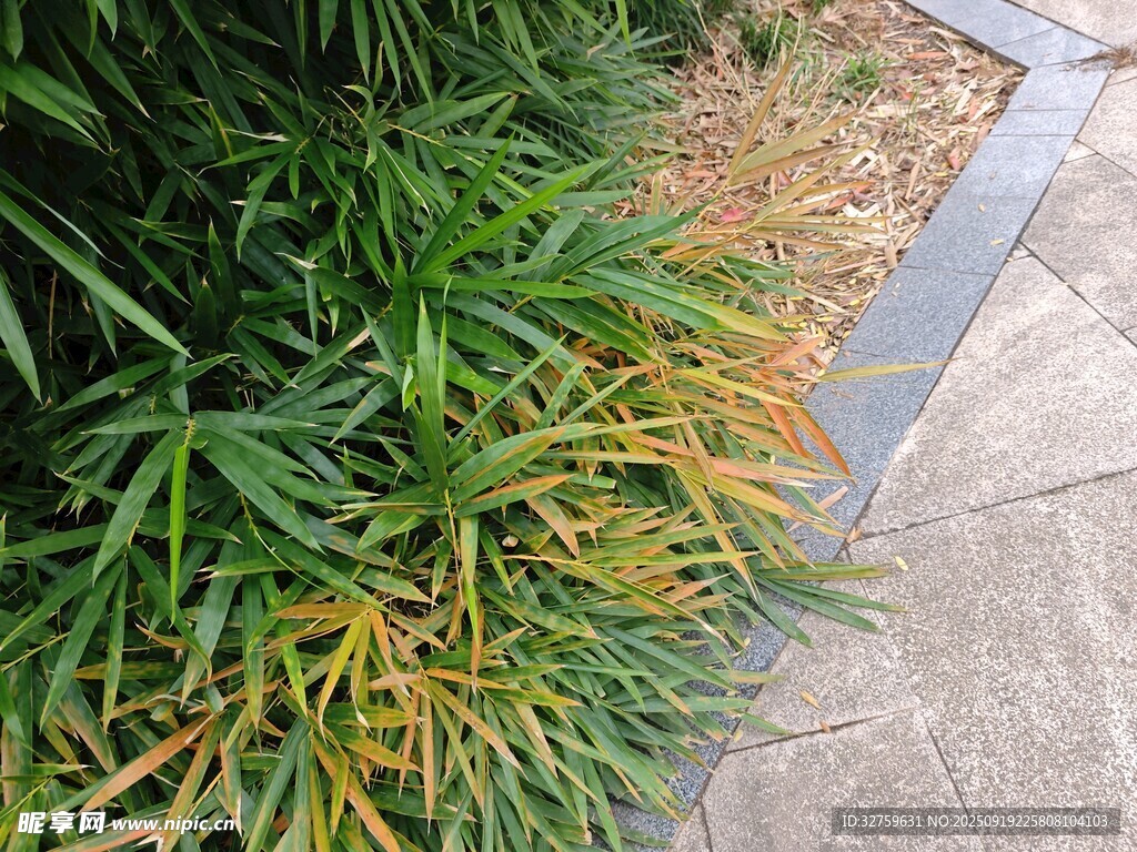 路邊翠綠與泛黃植物景觀