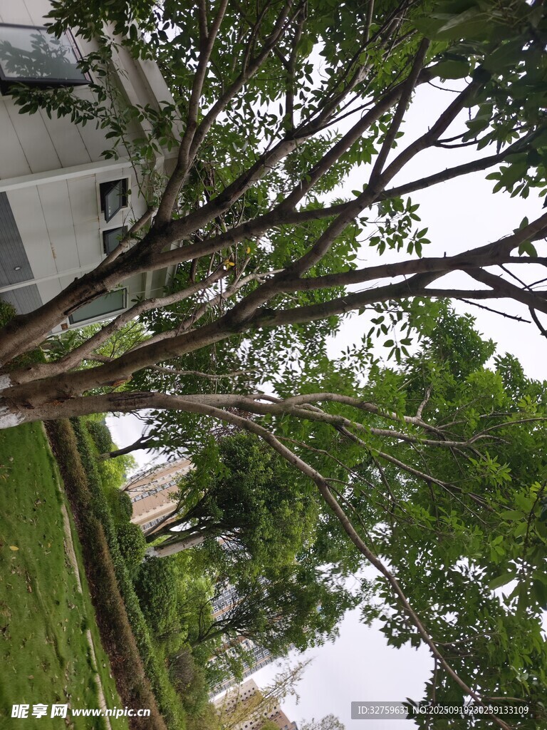 庭院中繁茂的綠樹景觀