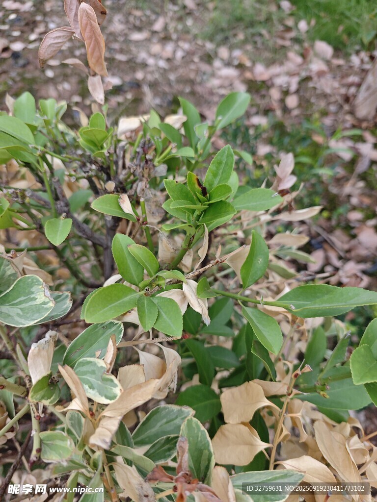 地面生長的嫩綠植物