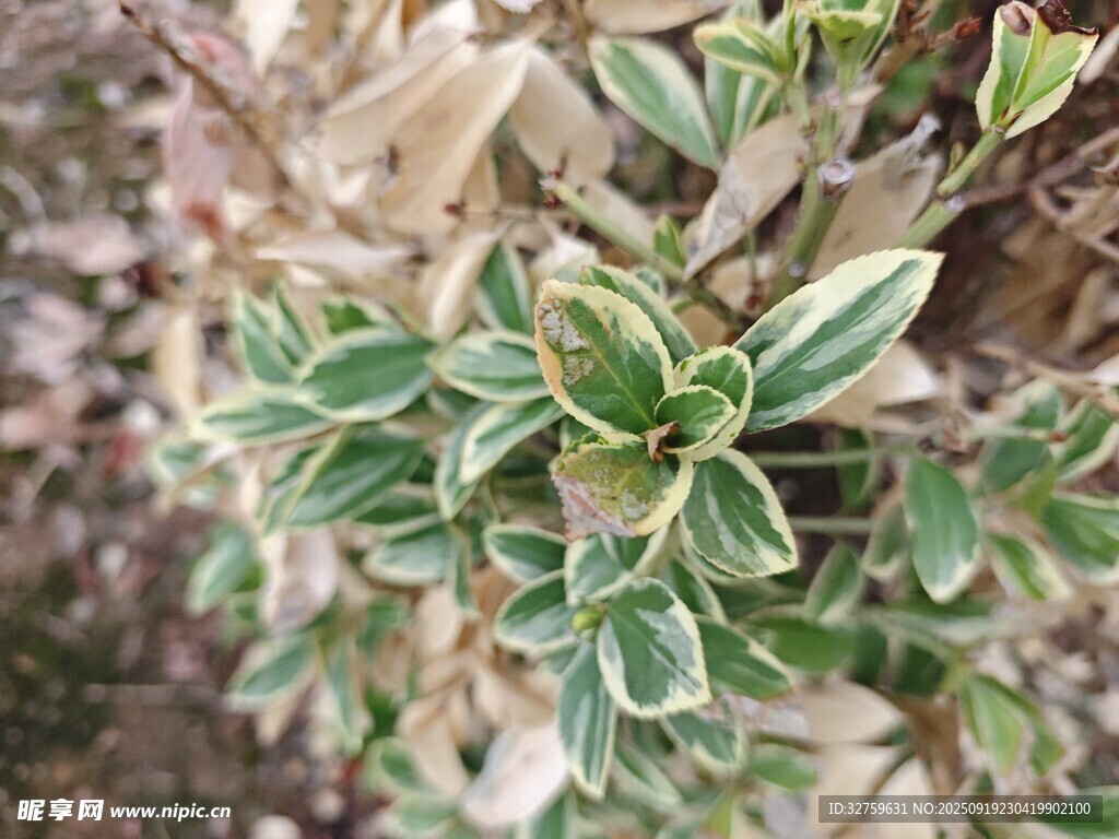 斑葉植物特寫(xiě)