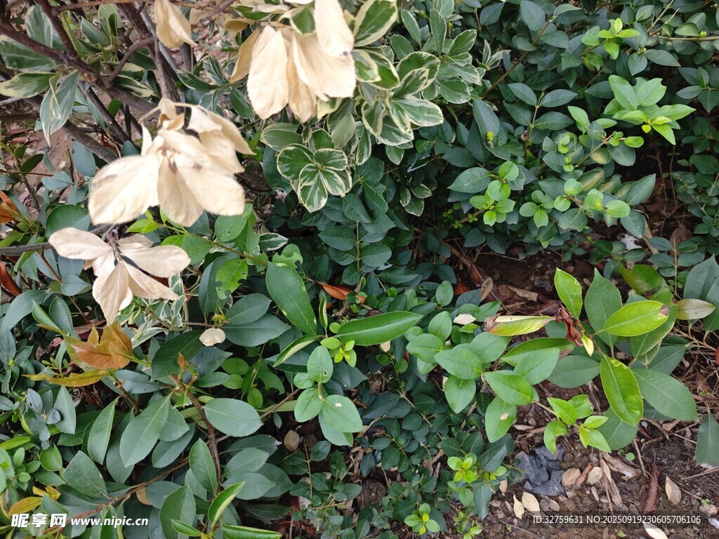綠葉間的白色花朵
