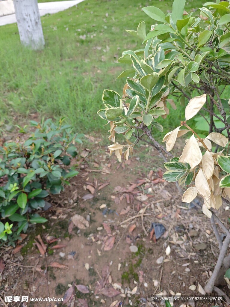 庭院綠植旁的地面景象