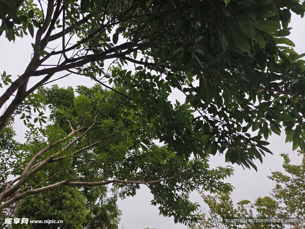 枝葉繁茂的綠樹景象