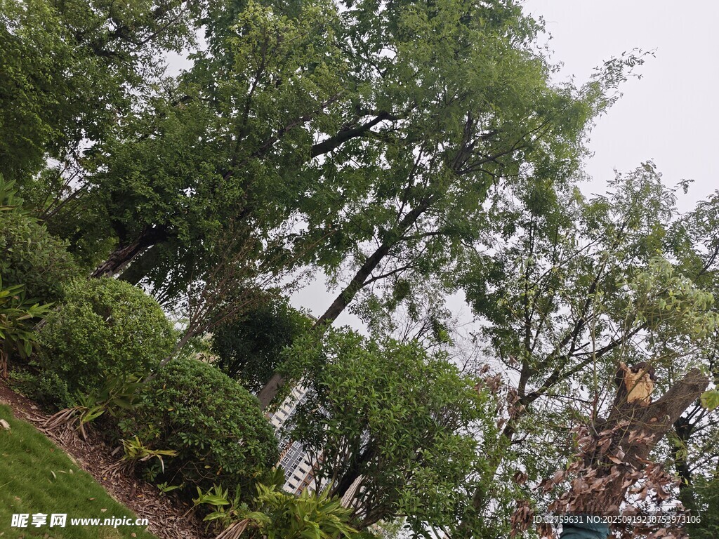繁茂綠植景觀