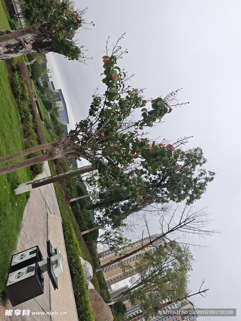 城市公園中的綠樹景觀