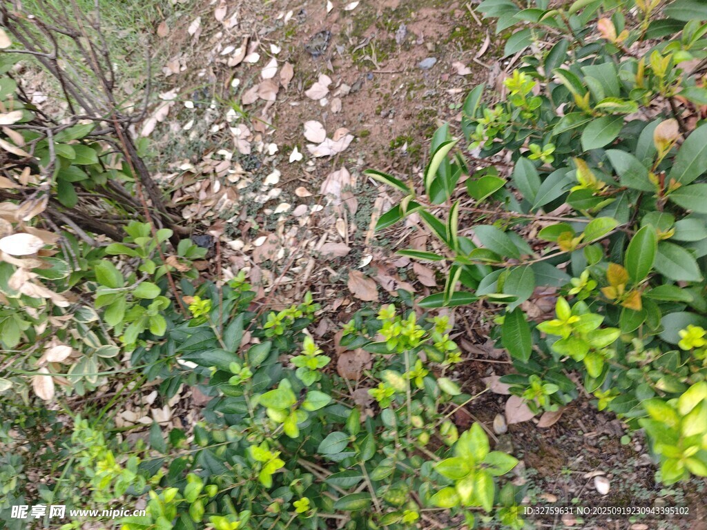 綠葉繁茂的植物景觀