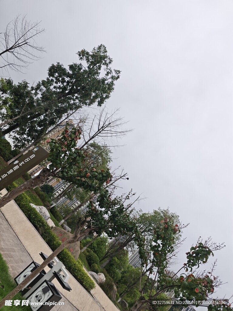 戶外樹木景觀