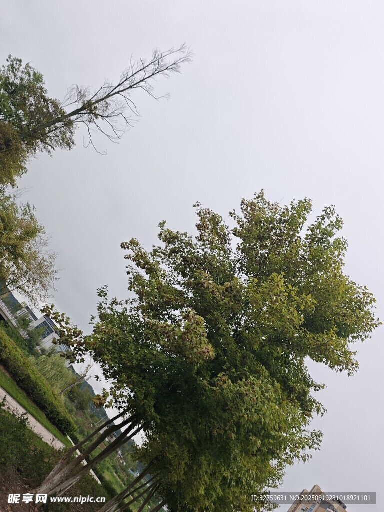 戶外綠樹風景