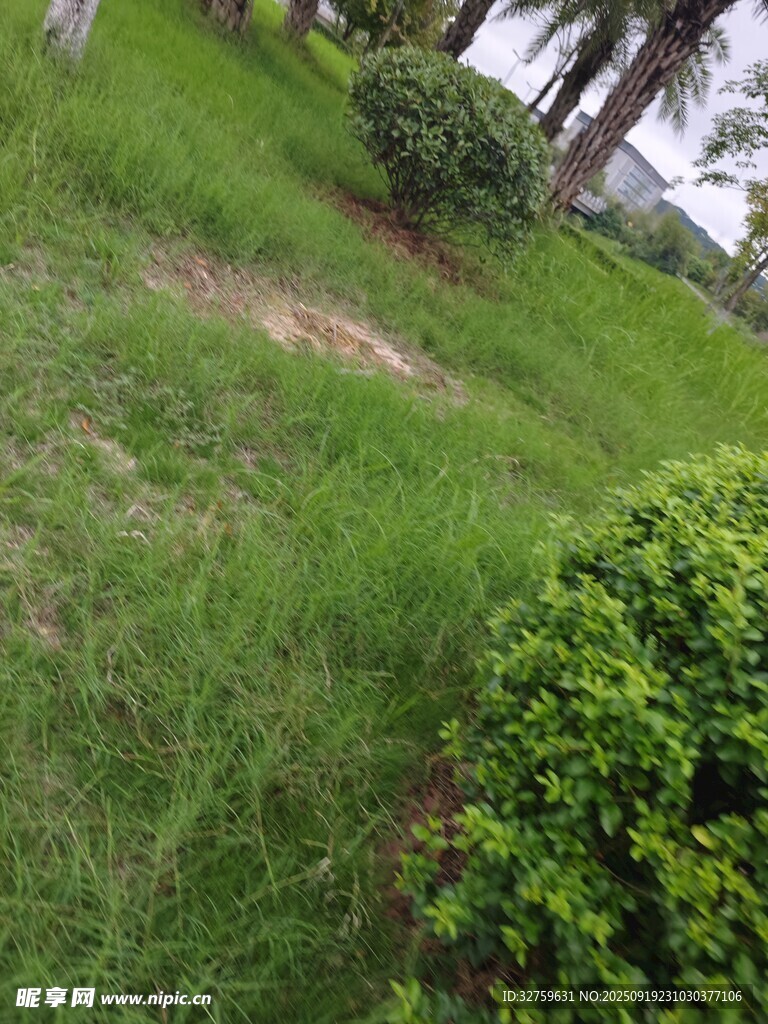 戶外翠綠草地與綠植景觀