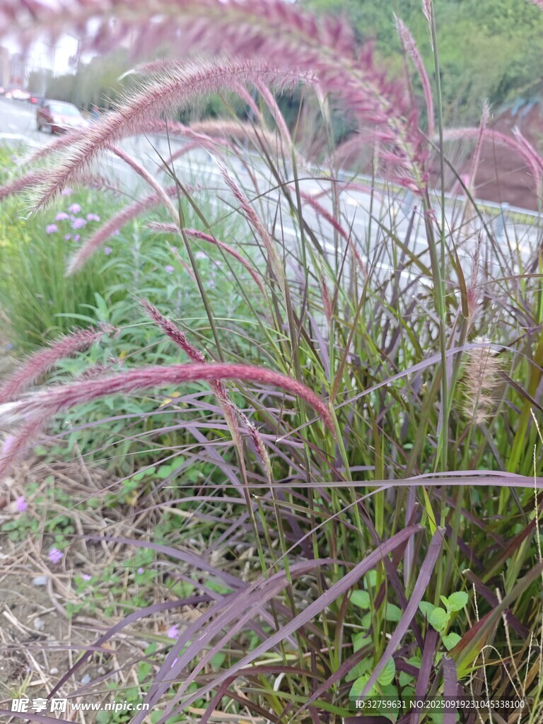 粉紫色觀賞草特寫