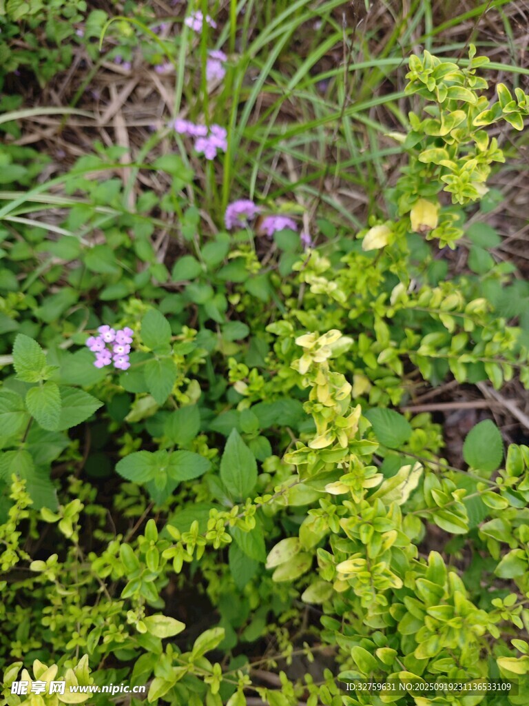 草叢中的紫色小花