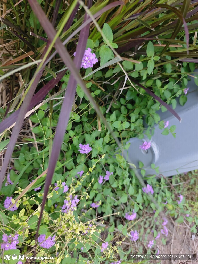 墻邊綻放的紫色小花