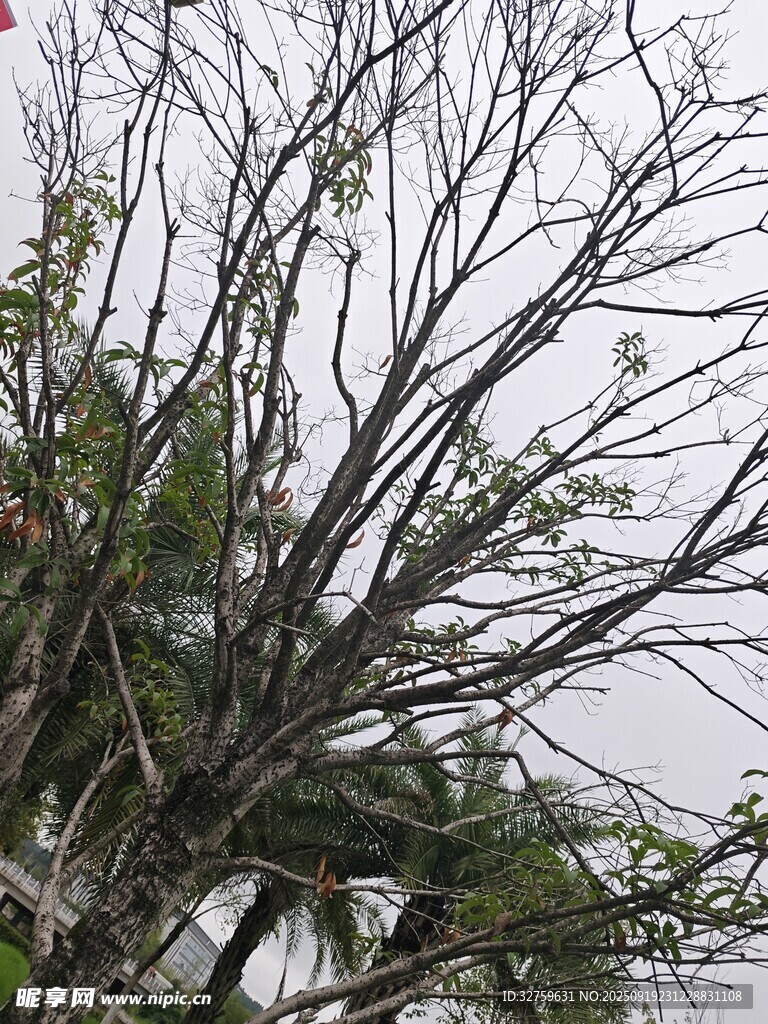 枯樹(shù)與綠葉的獨(dú)特景致