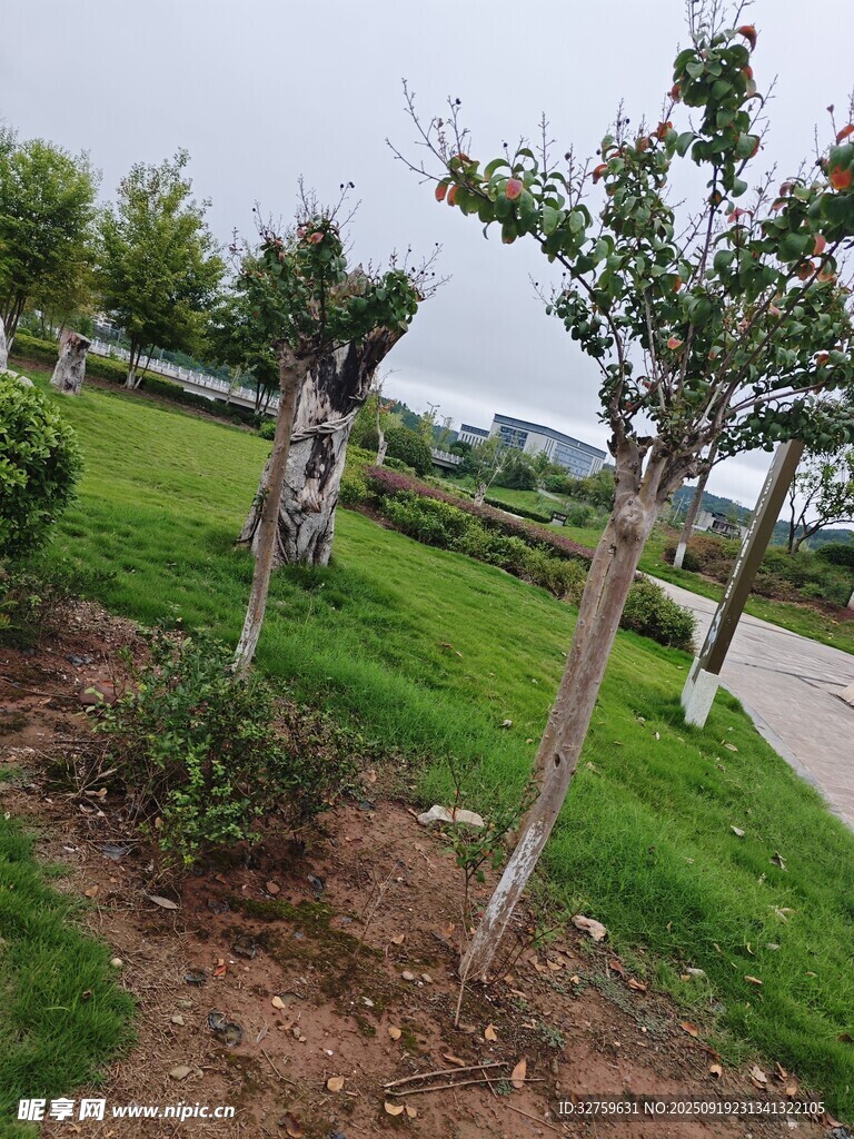 園林景觀中的樹木與綠地