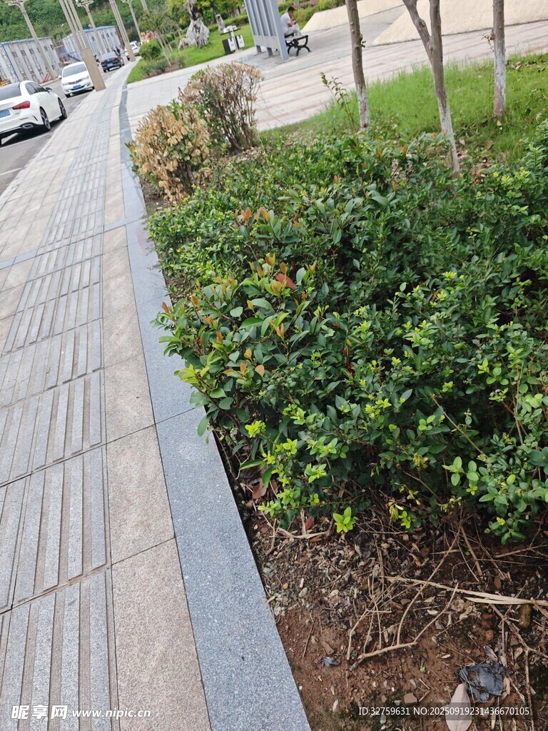 城市路邊綠植景觀