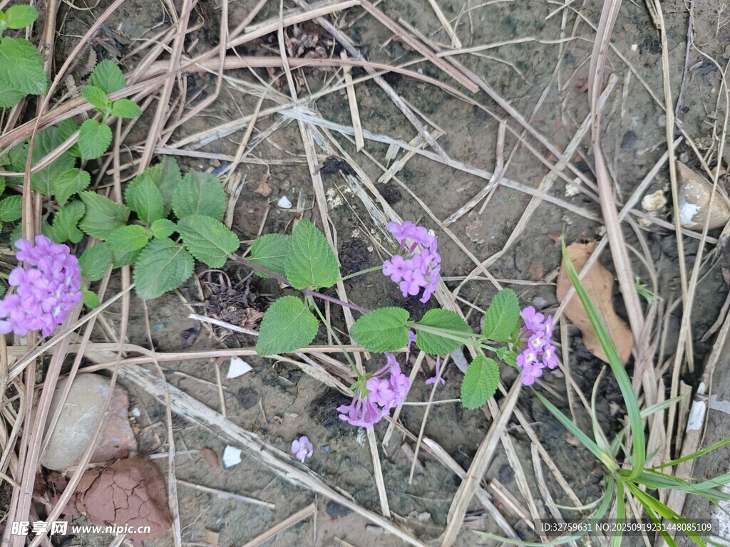 地面綻放的紫色小花