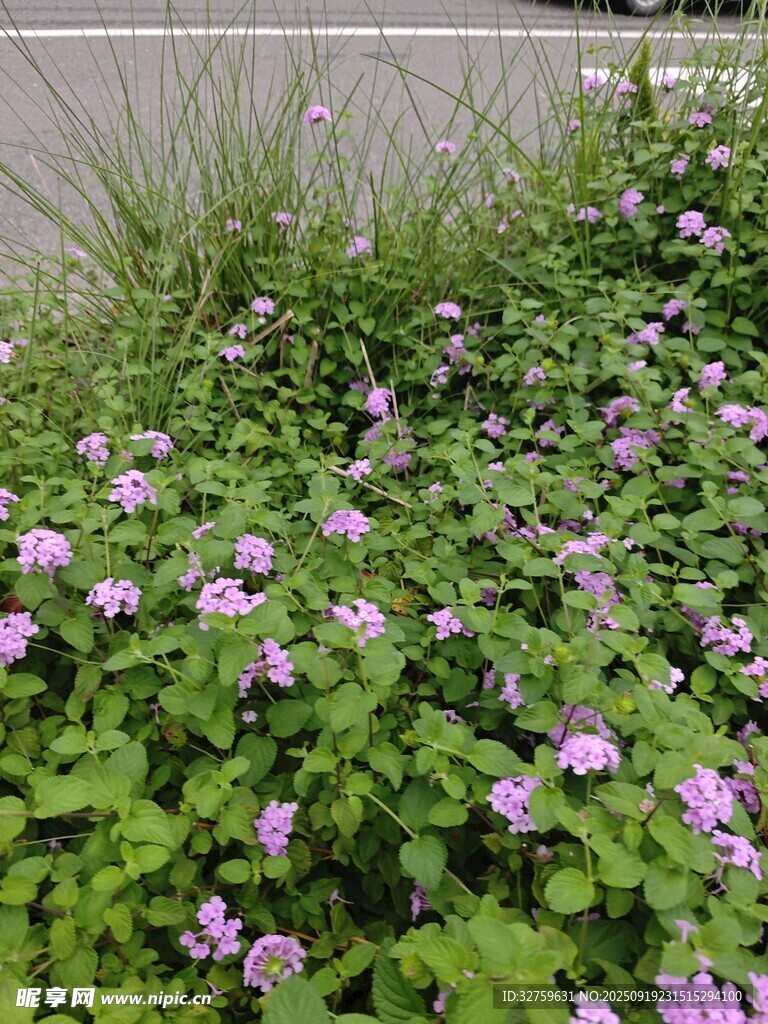 紫色小花與綠植景觀