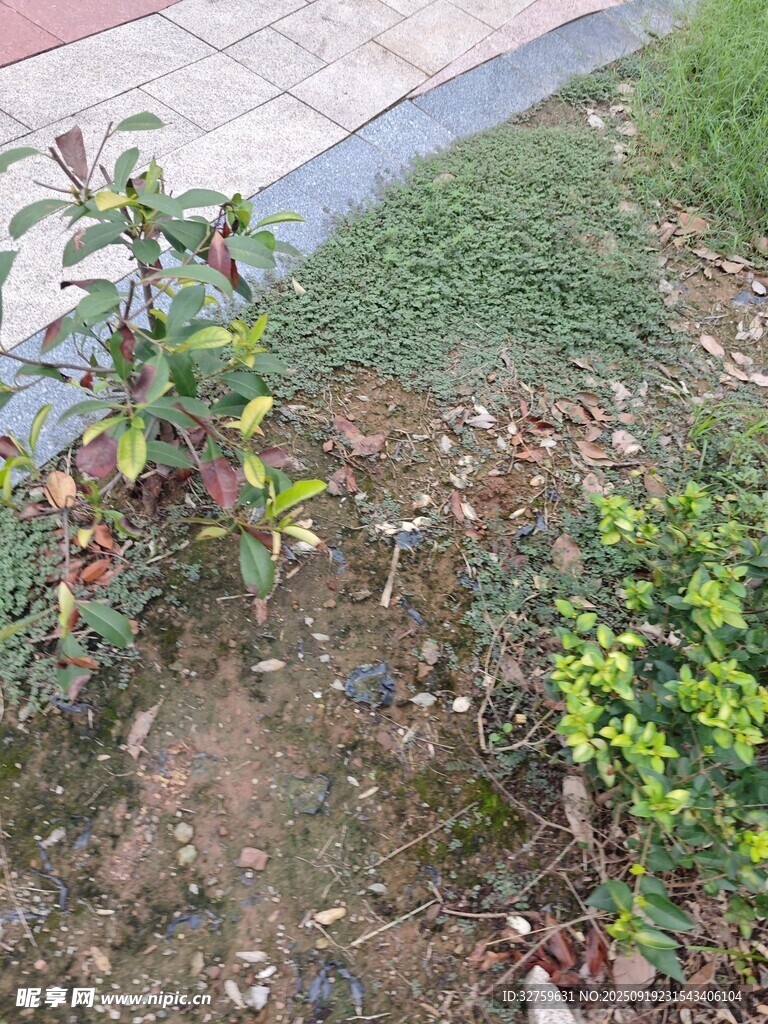 戶外地面旁的綠植景象