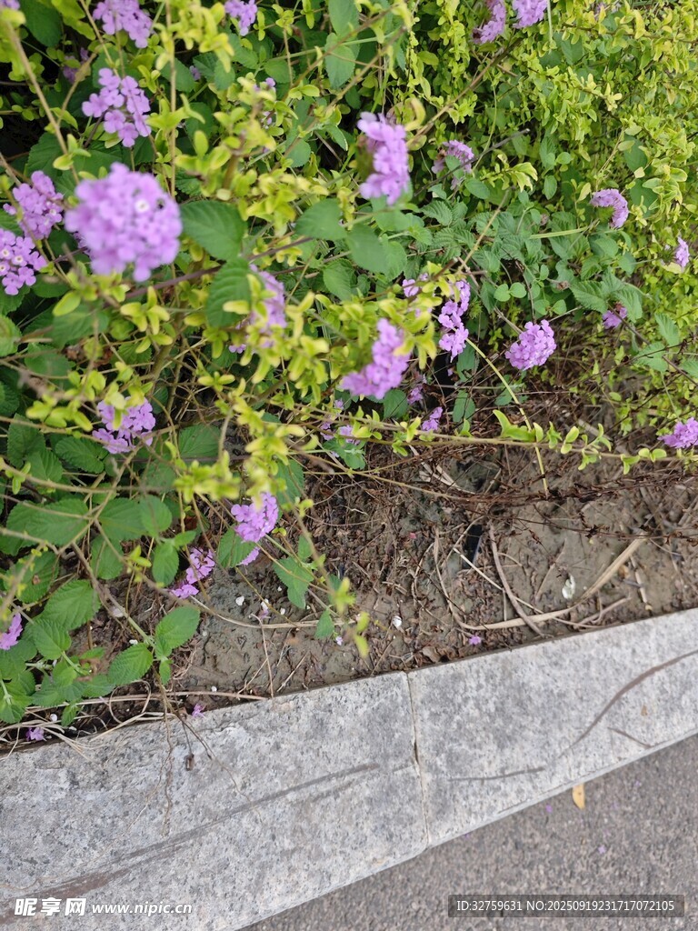 路邊綻放的紫色美麗花卉