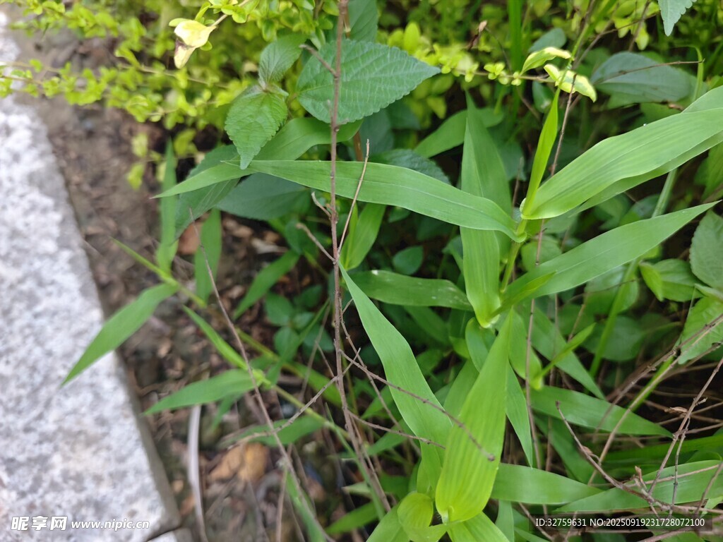 路邊生長的綠色植物