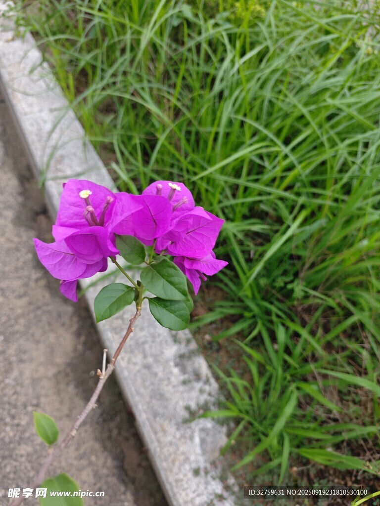 路邊綻放的紫色嬌艷花朵