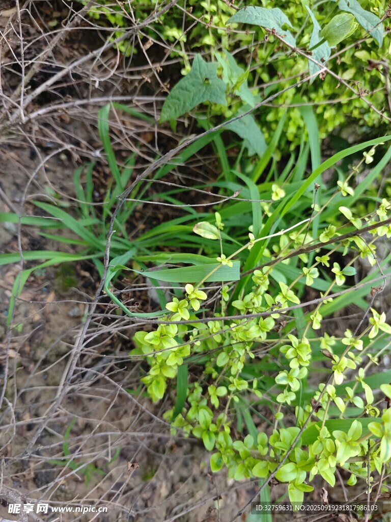 地面上的嫩綠植物群落