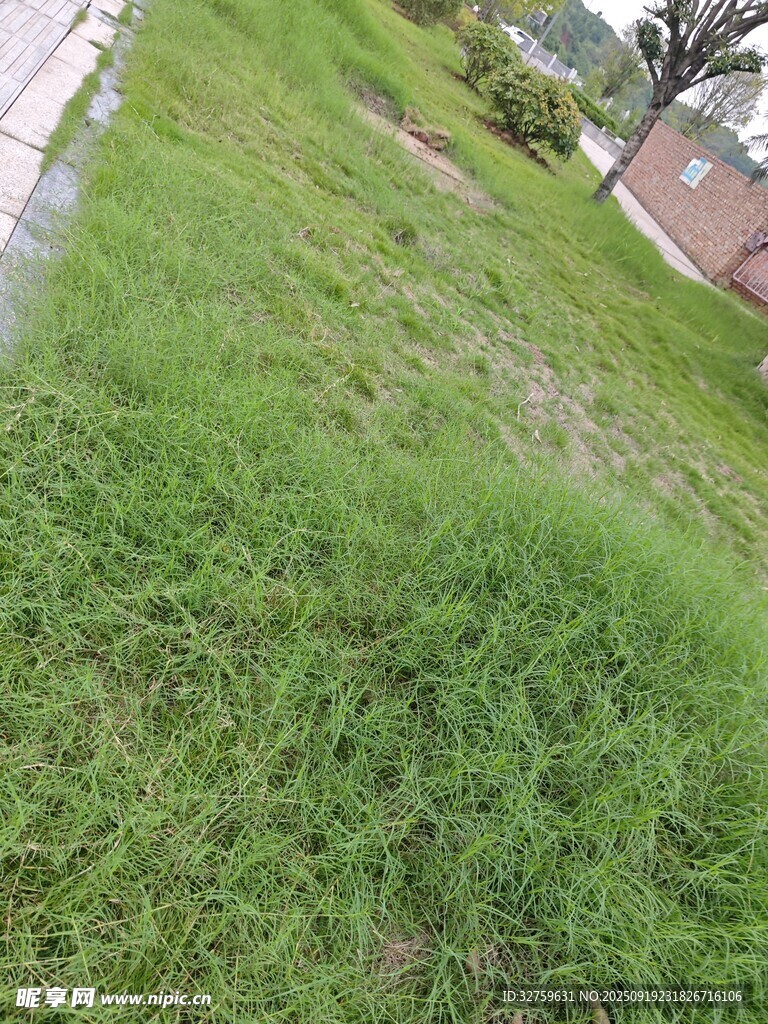戶外翠綠草地景象