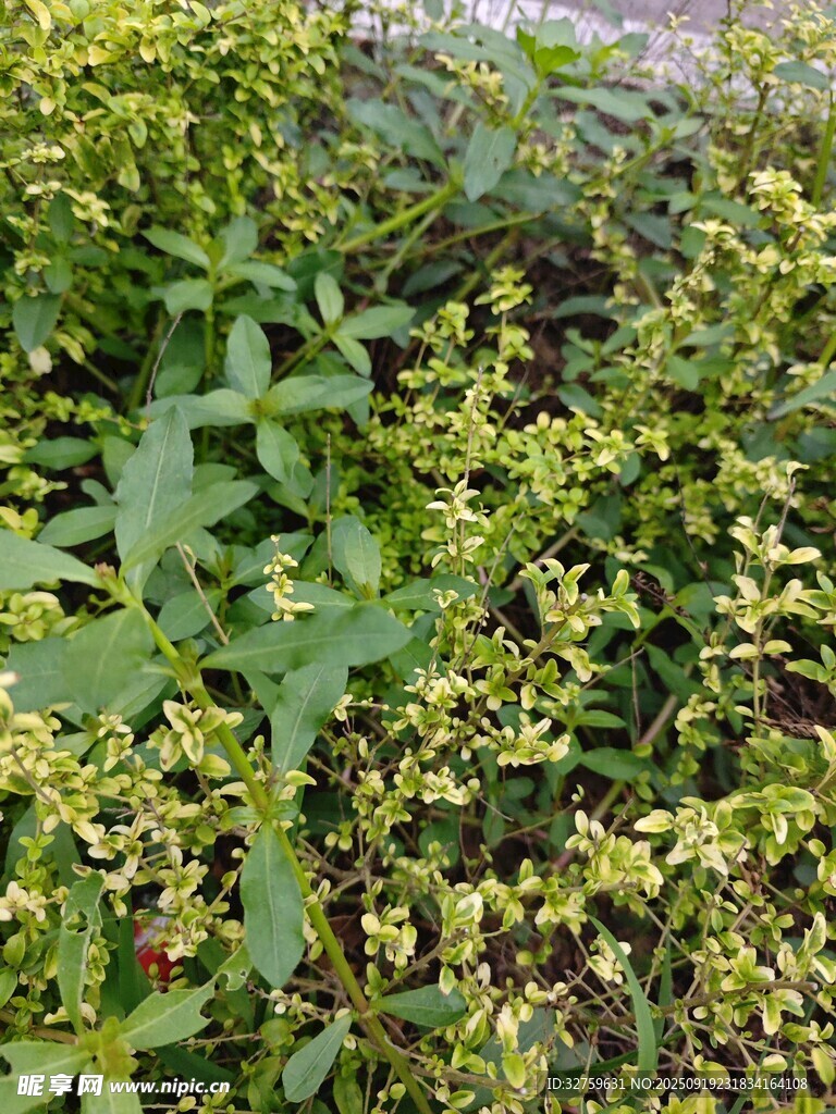 綠葉黃花植物景觀