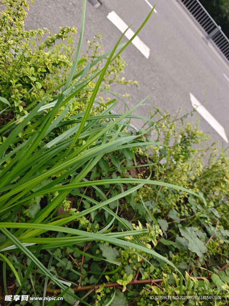路邊蔥郁的綠色植物