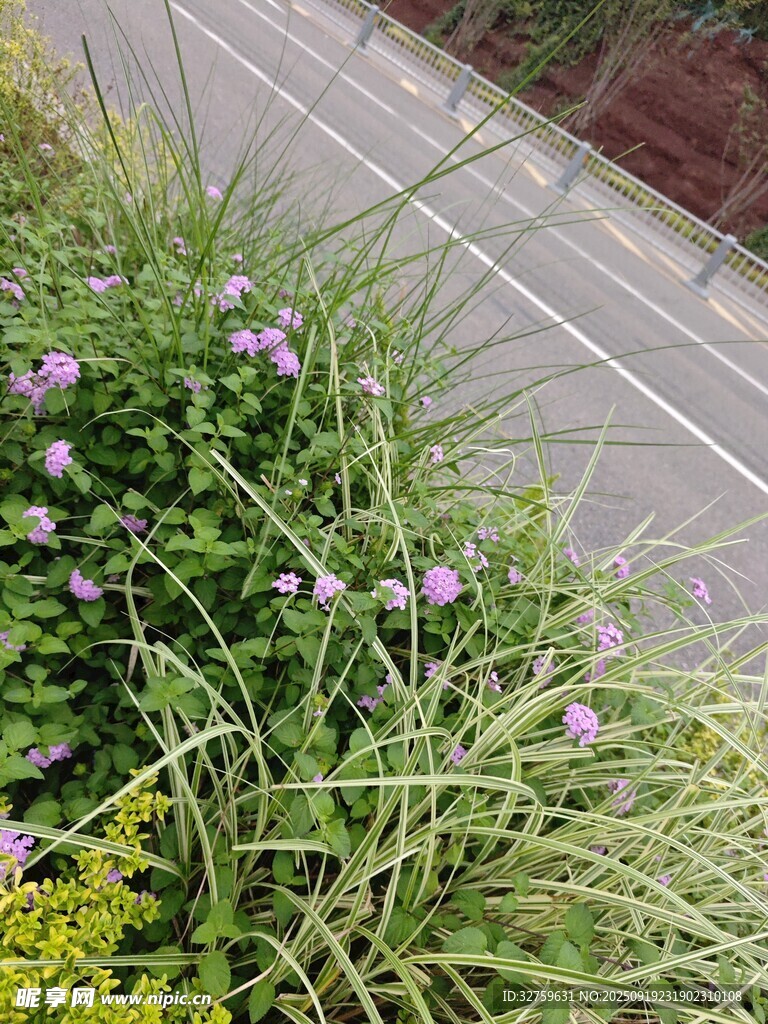 路邊繁茂的紫色小花植物