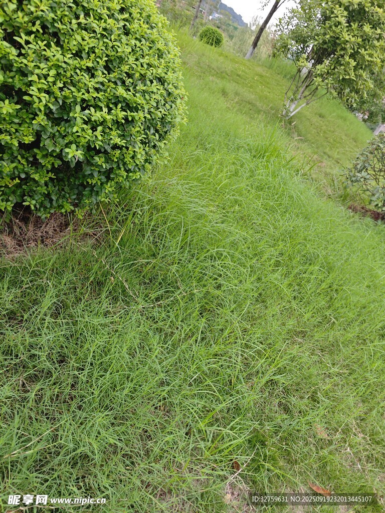 綠意盎然的草地與灌木