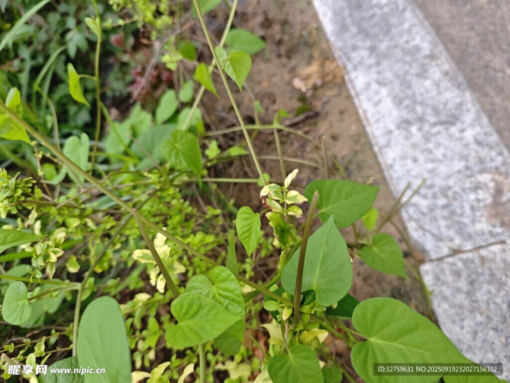 路邊生長的綠色植物