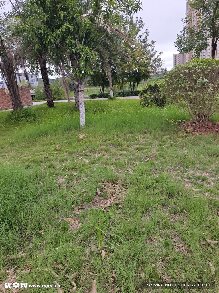戶外草地樹木景觀