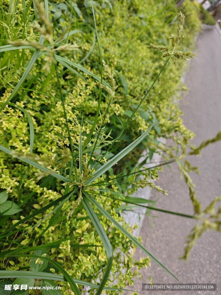 路邊翠綠繁茂的植物