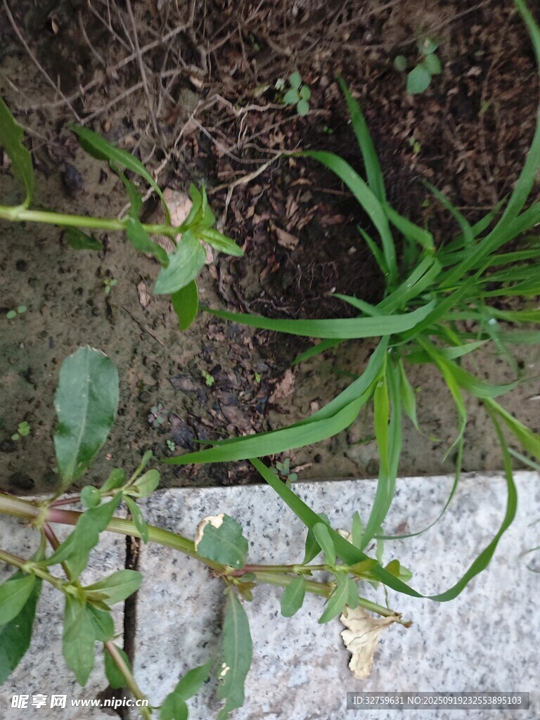 路邊生長的綠色植物