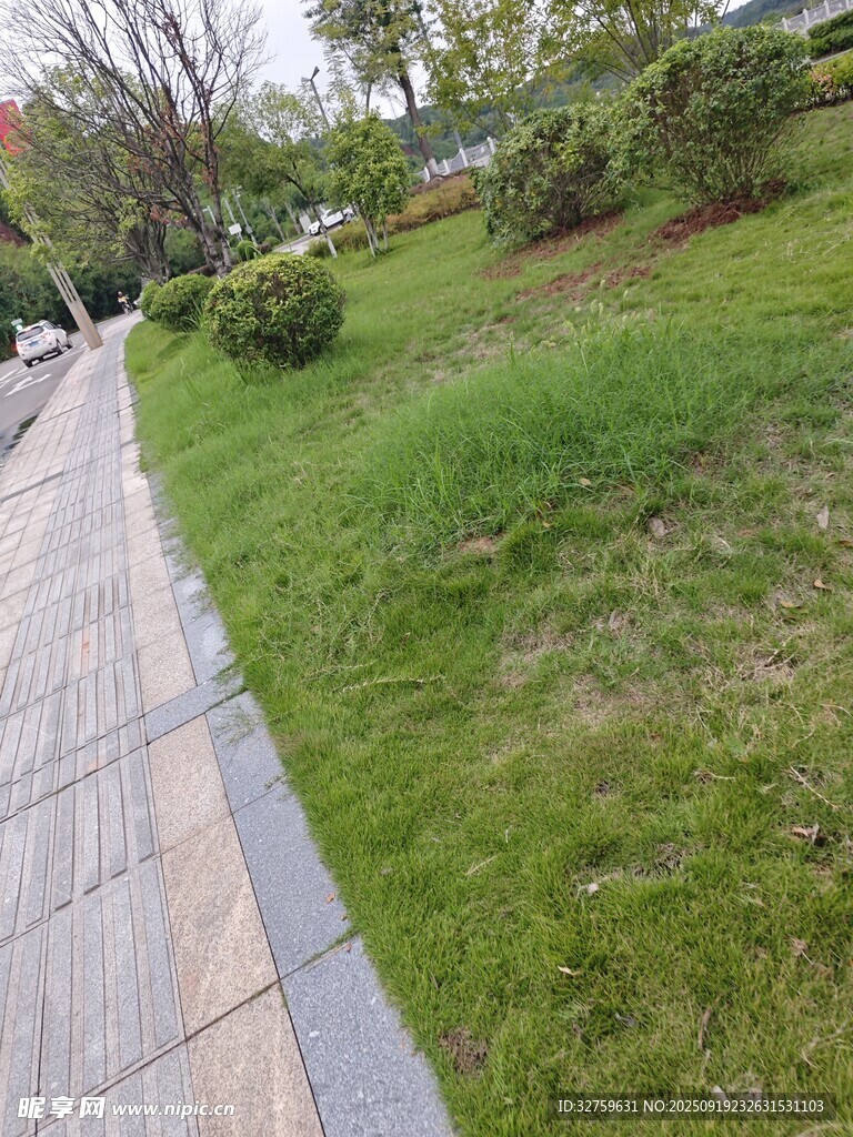 城市中整潔的路邊綠化帶
