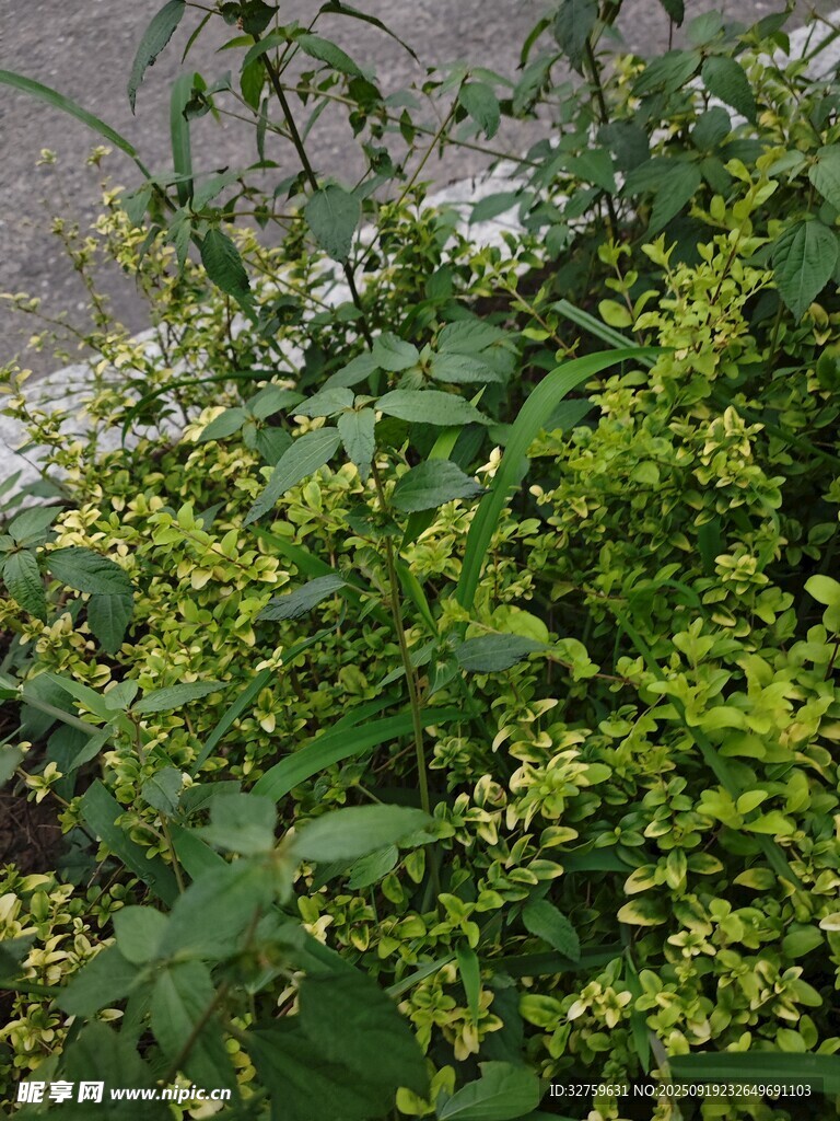 綠葉黃花植物特寫