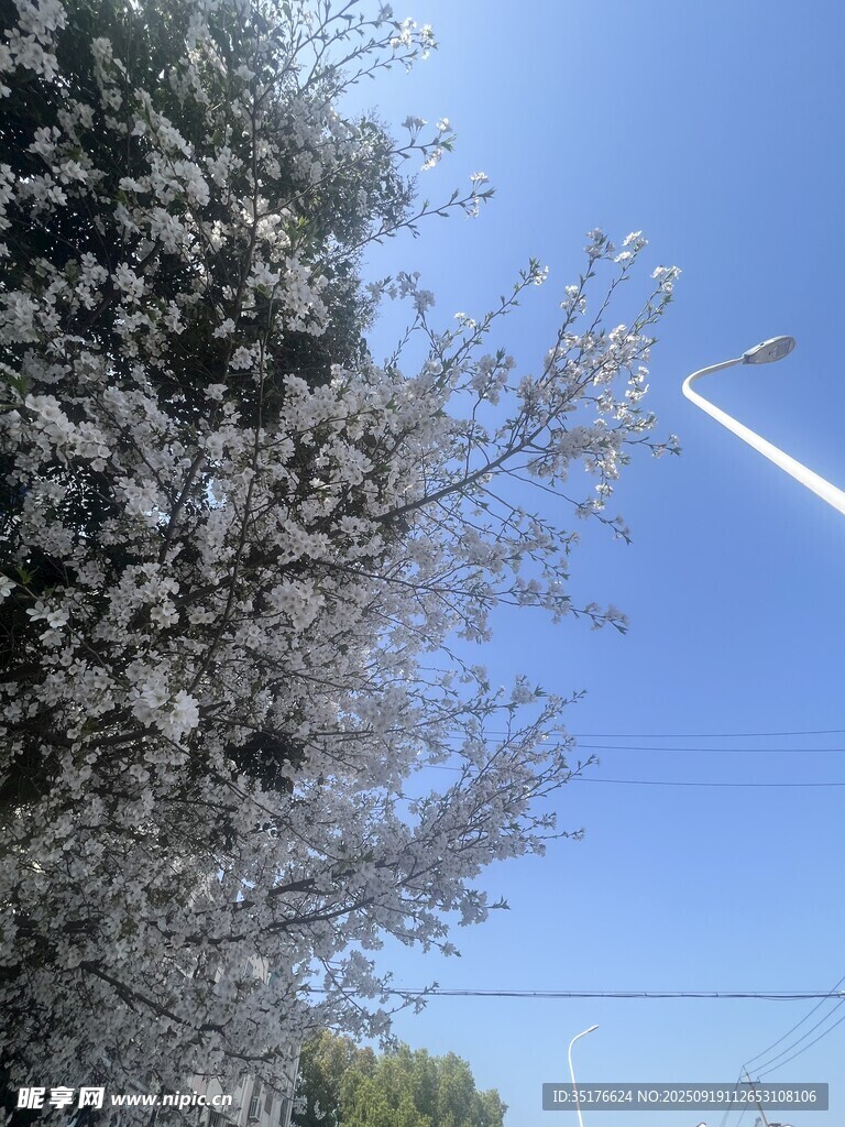 藍(lán)天繁花樹枝的春日景象