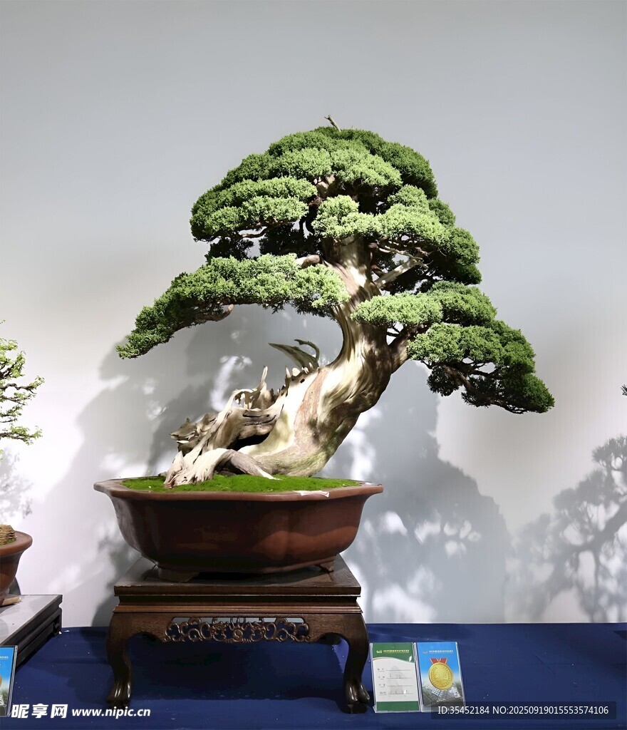 盆景