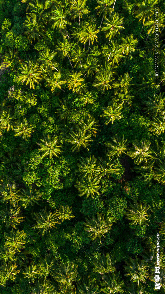 翠綠繁茂的黃色小花植物