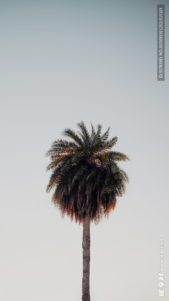 孤獨棕櫚樹