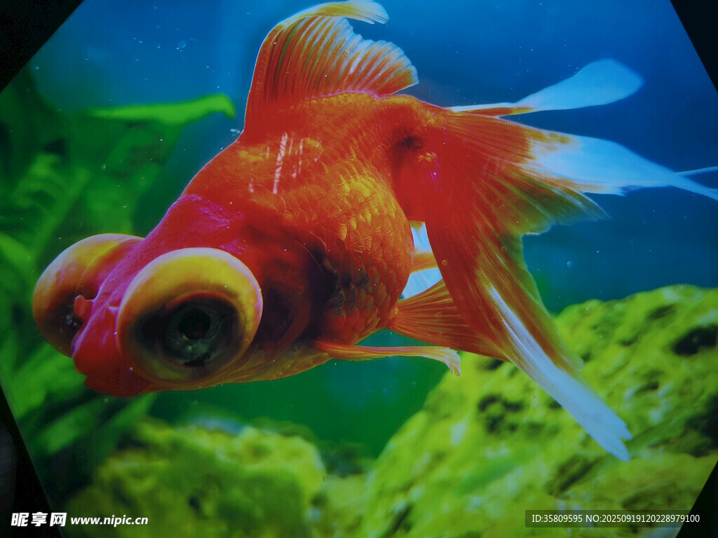 大眼金魚悠游于綠藻間