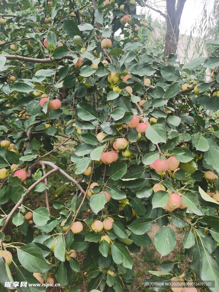 枝頭掛果的繁茂綠植