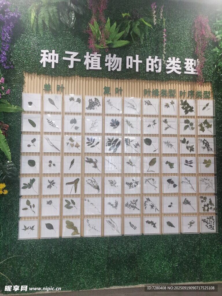 種子植物葉類型展示板