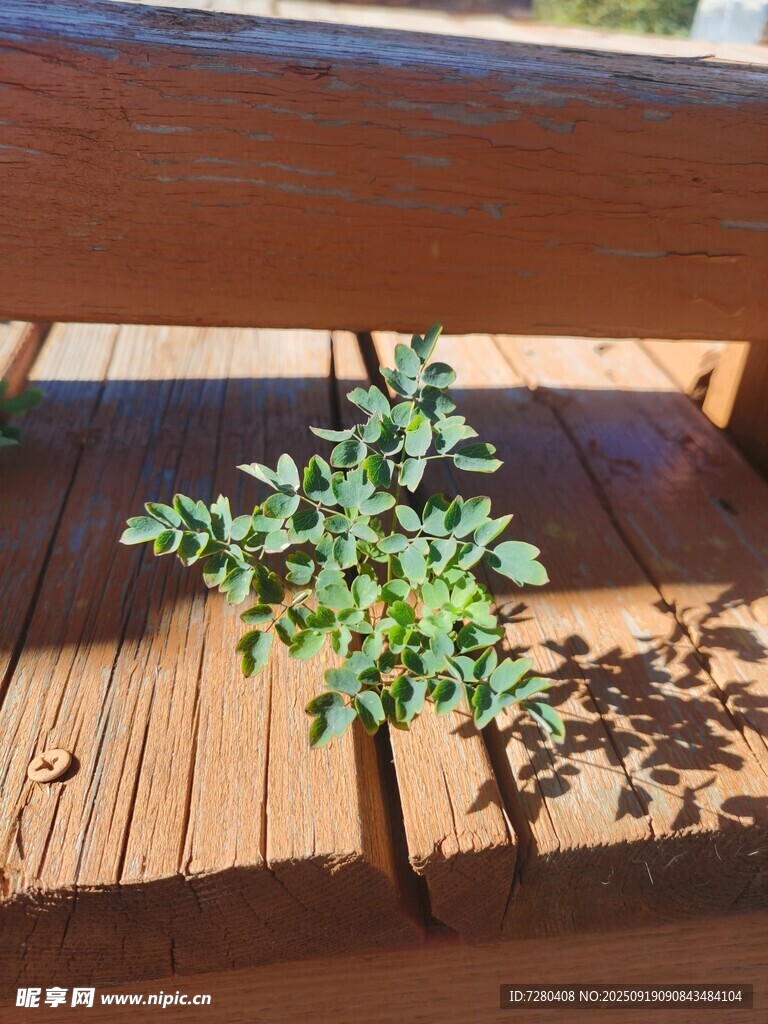 木平臺上的嫩綠小植物