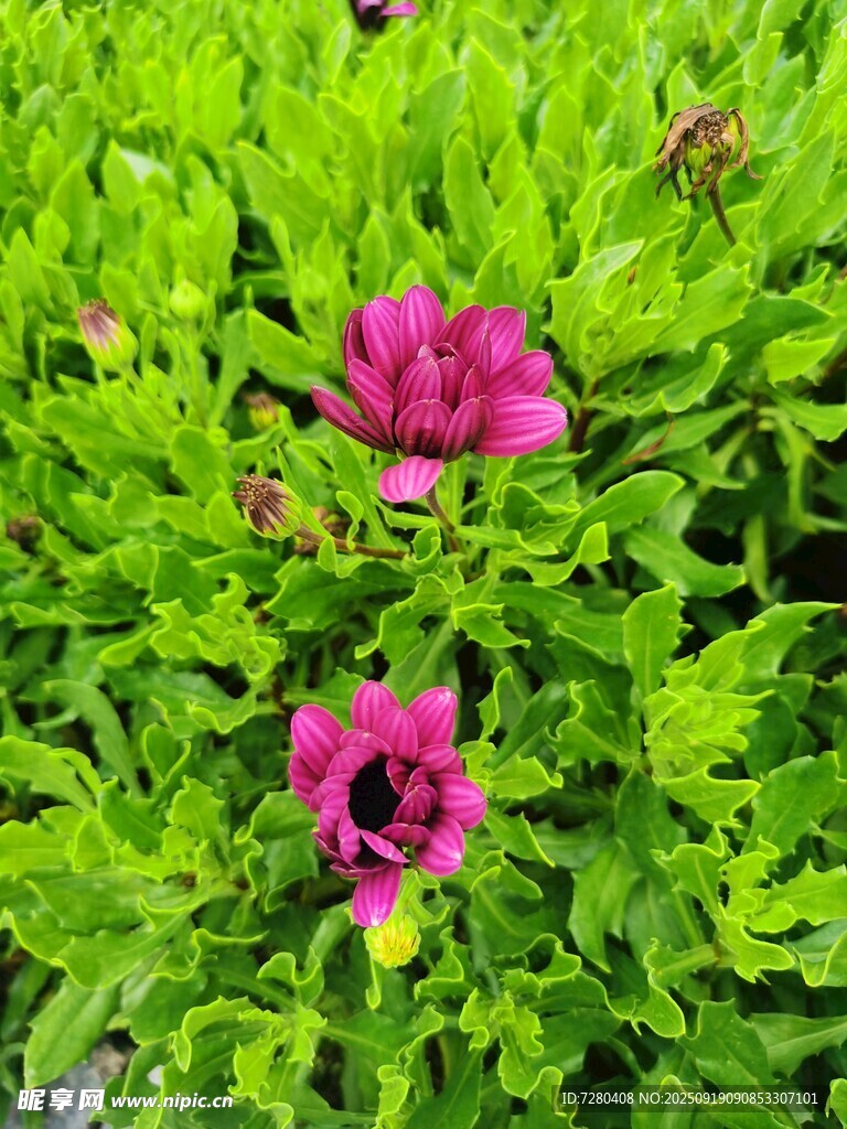 綠葉叢中的嬌艷粉色花朵